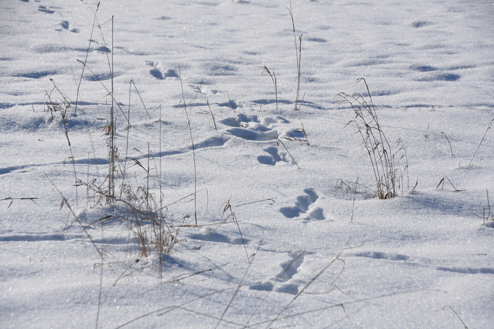 Spuren im Schnee