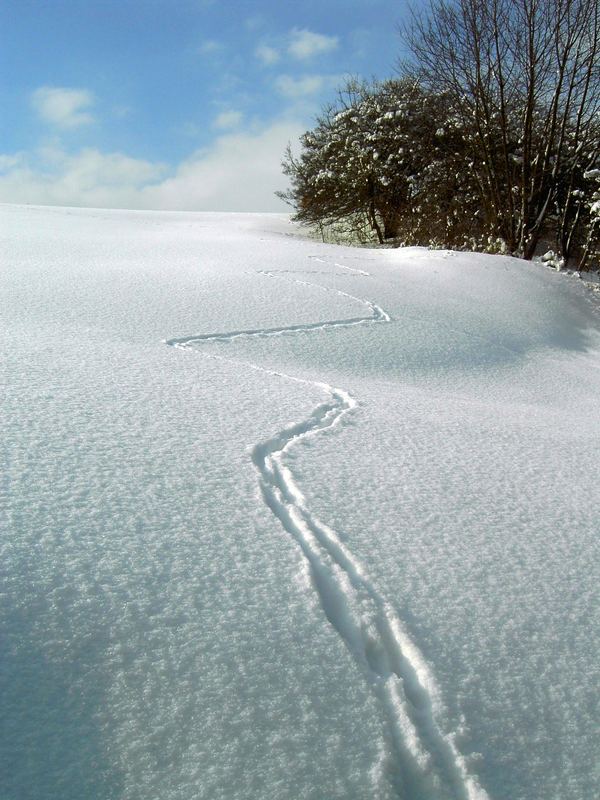 spuren im schnee