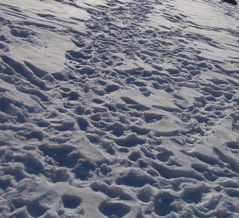 spuren im schnee von Miriam Conzen