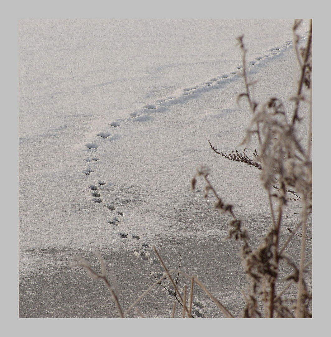 Spuren im Schnee .