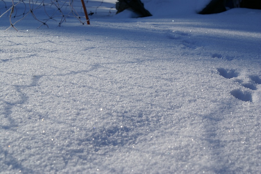 Spuren im Schnee