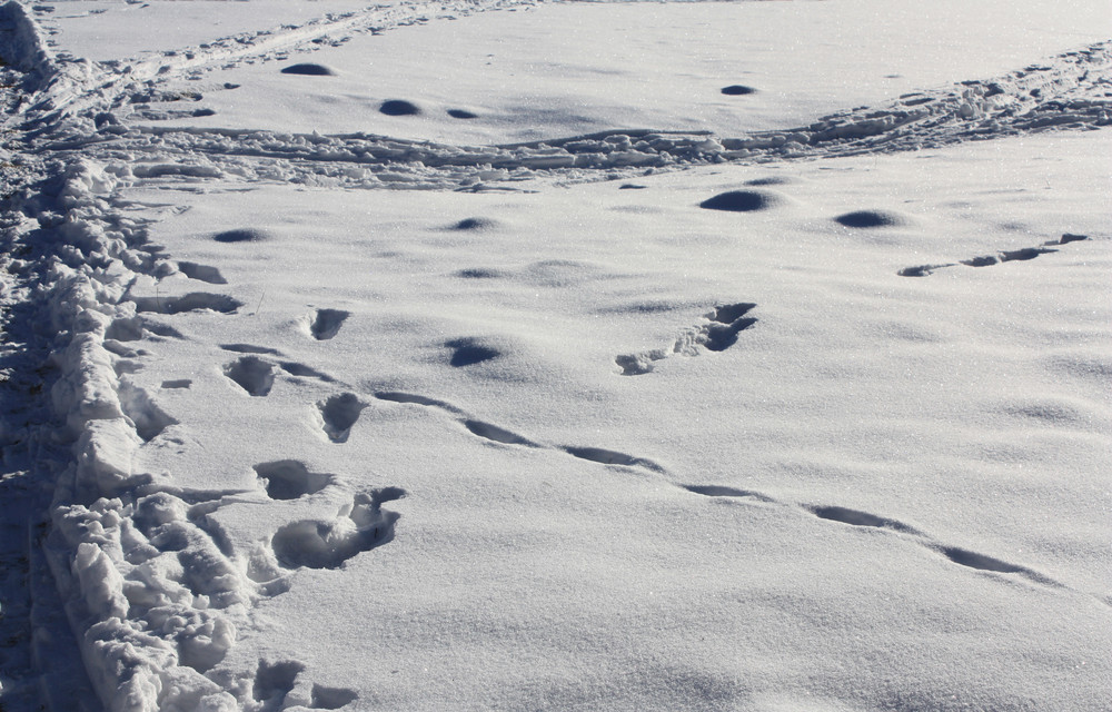 Spuren im Schnee