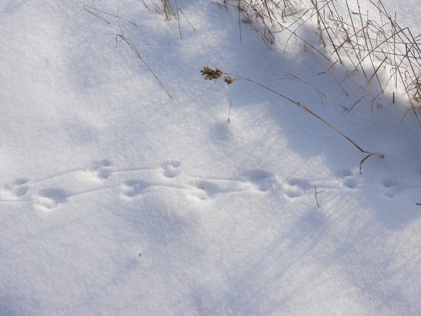 Spuren im Schnee