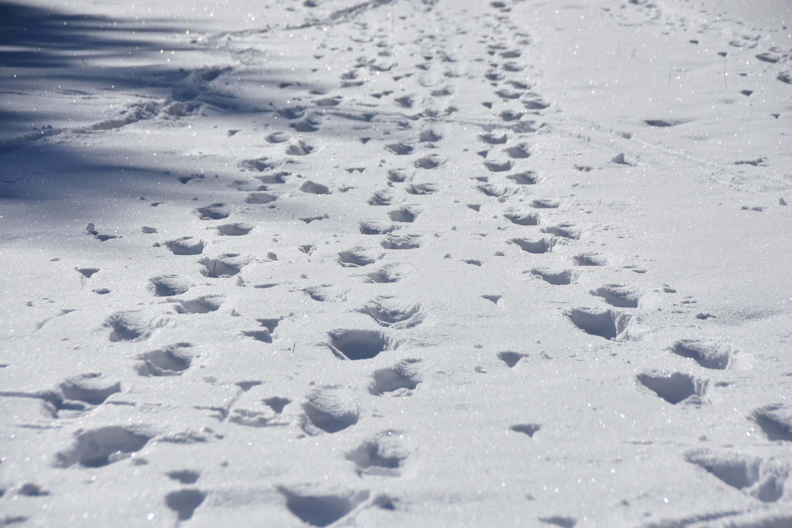 Spuren im Schnee