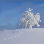 Spuren im Schnee