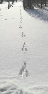 Spuren im Schnee