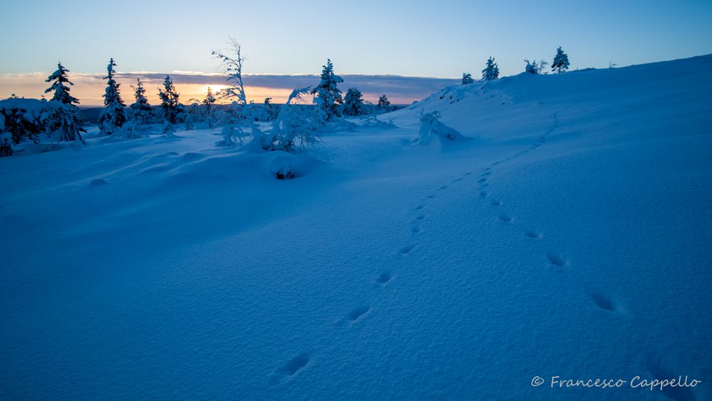 Spuren im Schnee