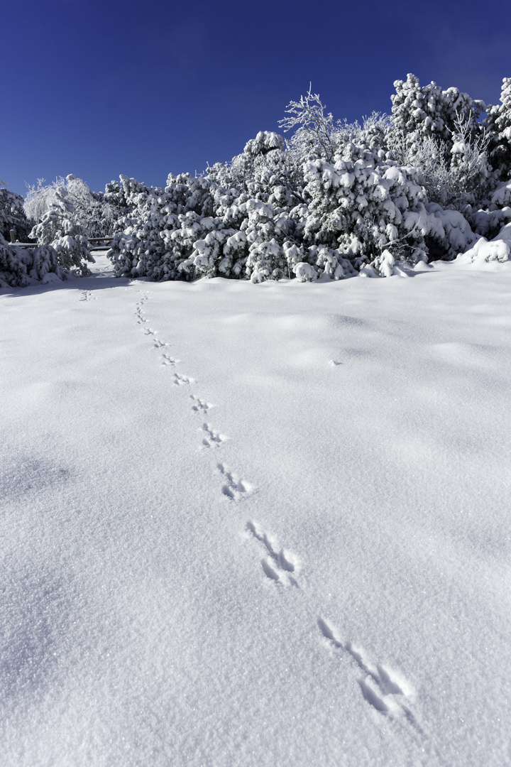 Spuren im Schnee