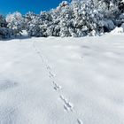 Spuren im Schnee