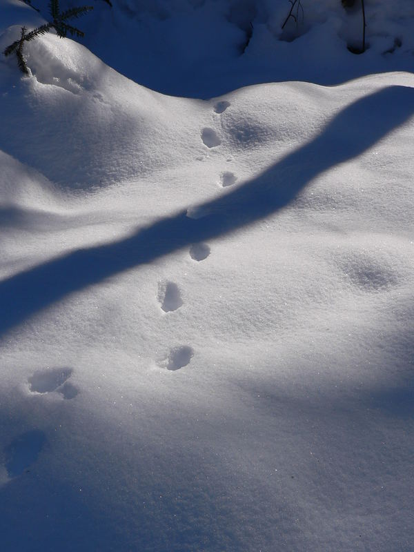 Spuren im Schnee