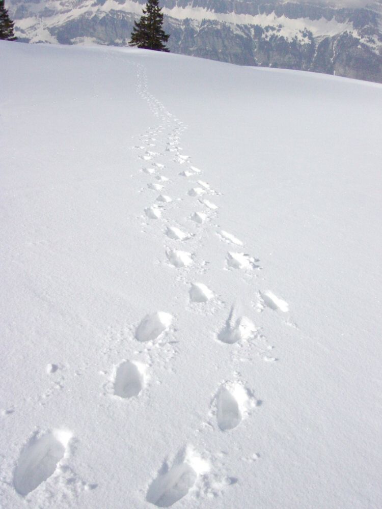 Spuren im Schnee