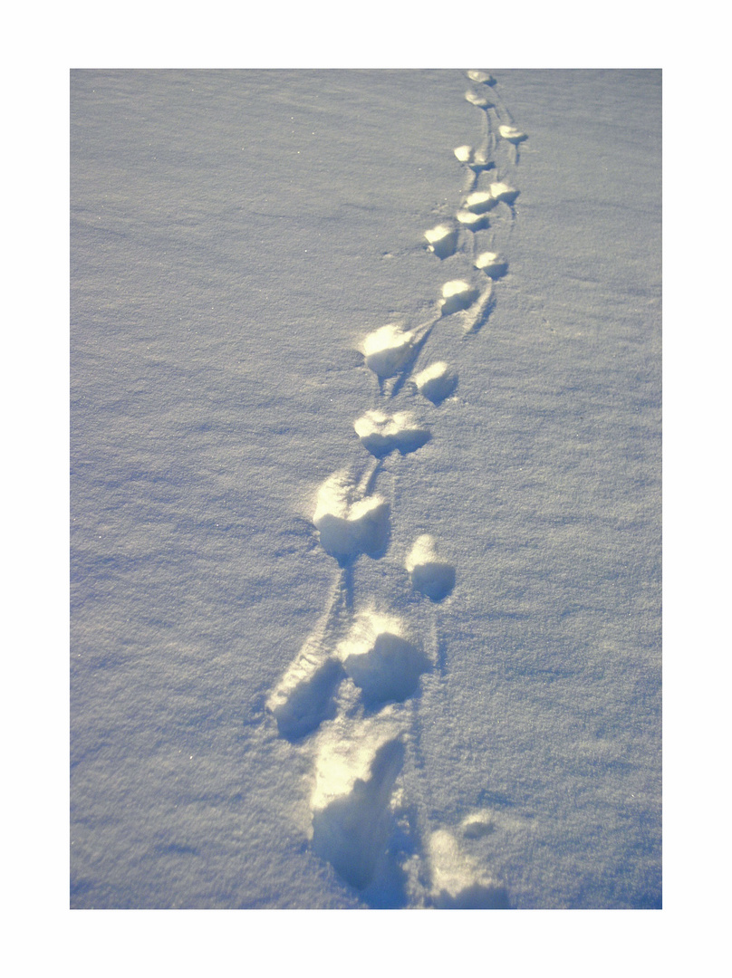 Spuren im Schnee