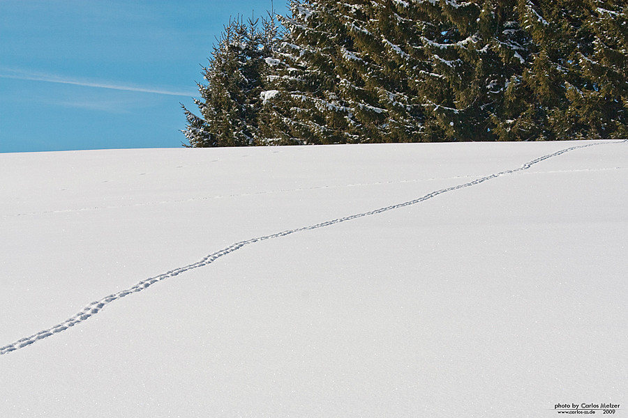 Spuren im Schnee I