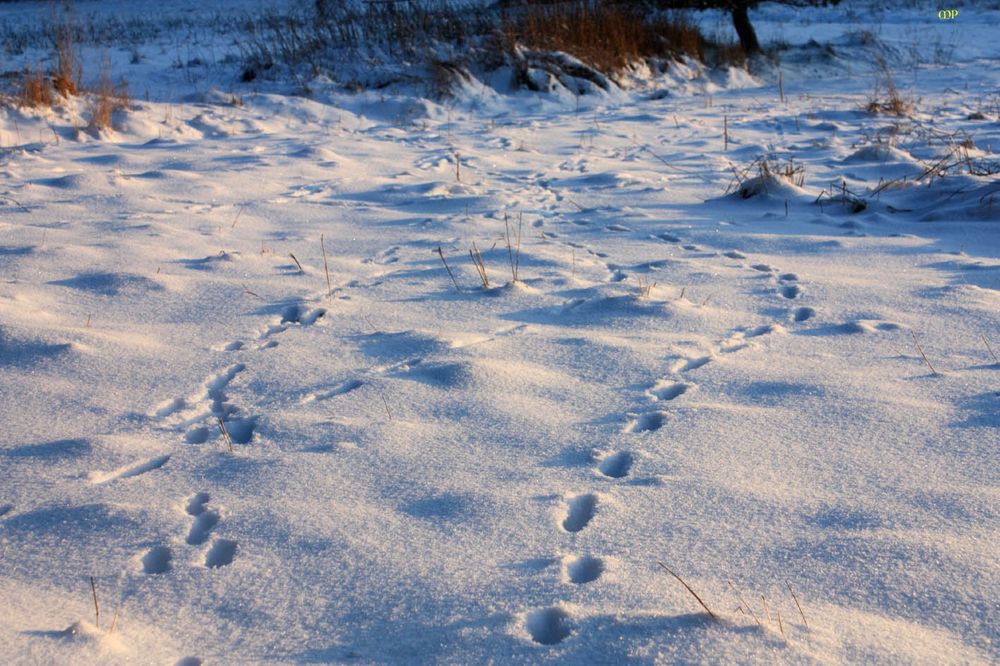 Spuren im Schnee - von wem wohl?