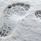 Spuren im Schnee: Yeti mit Katze