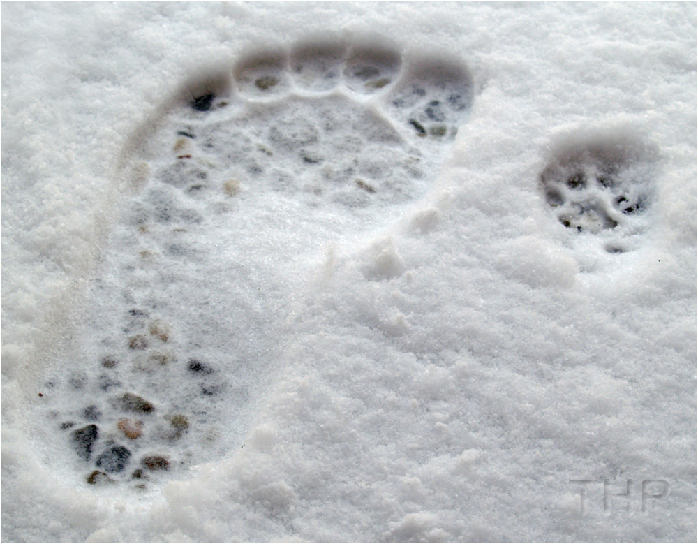 Spuren im Schnee: Yeti mit Katze
