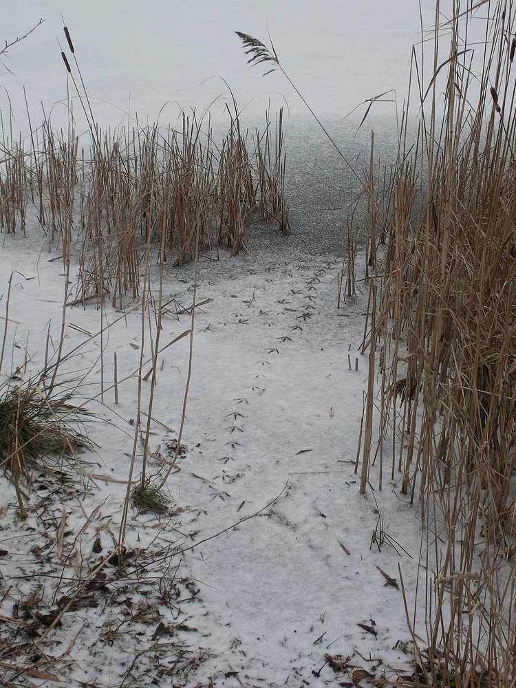 Spuren im Schnee7