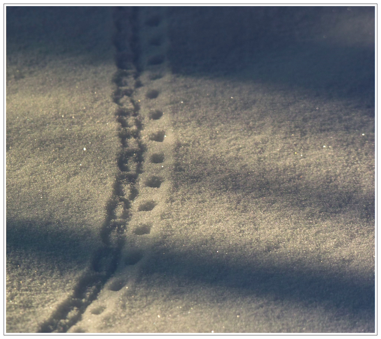 Spuren im Schnee,aber wer hat die hinterlassen ? Spurbreite ca.2 cm .