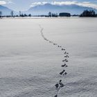 Spuren im verschneiten Murnauer Moos