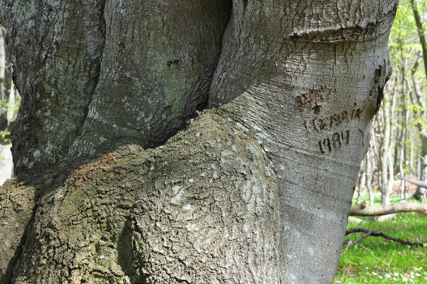 Spuren im Wald