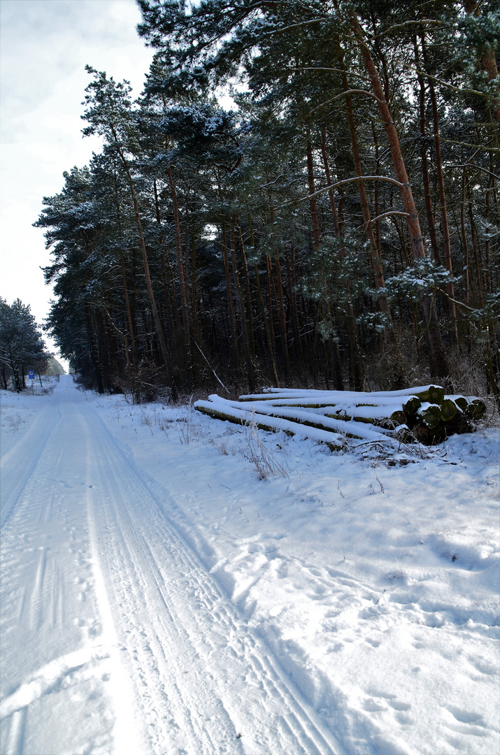 Spuren im Wald