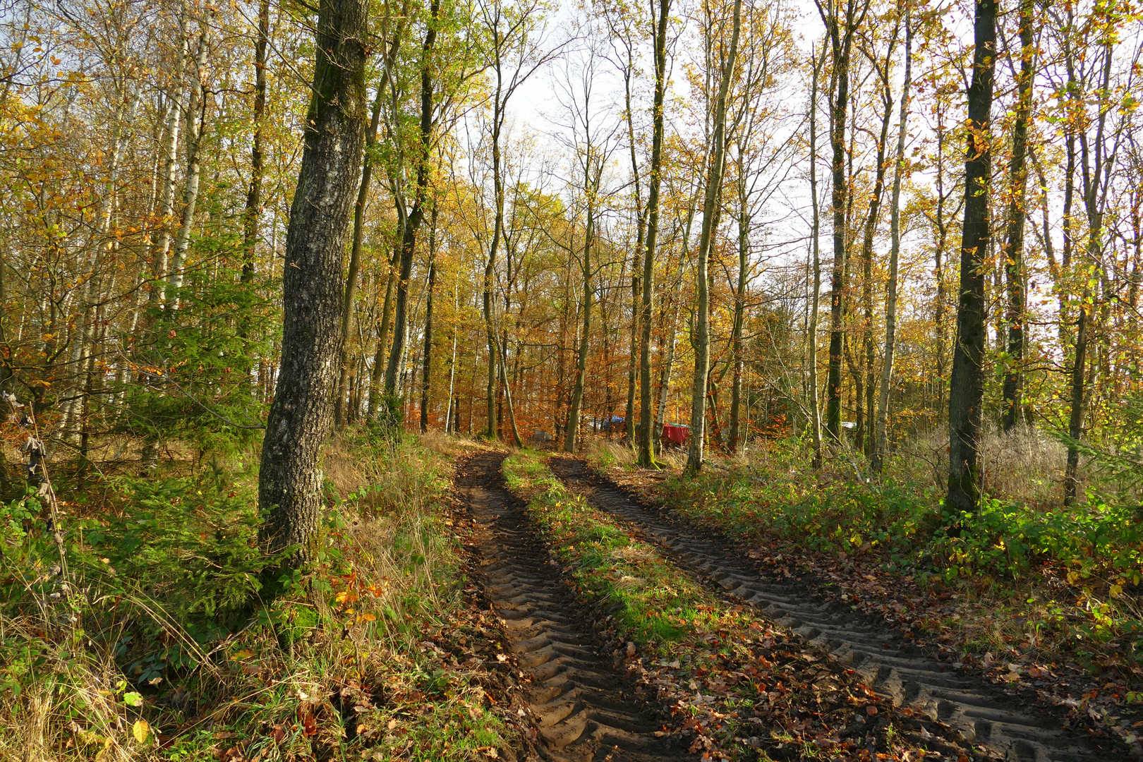 °°°° Spuren im Wald °°°°