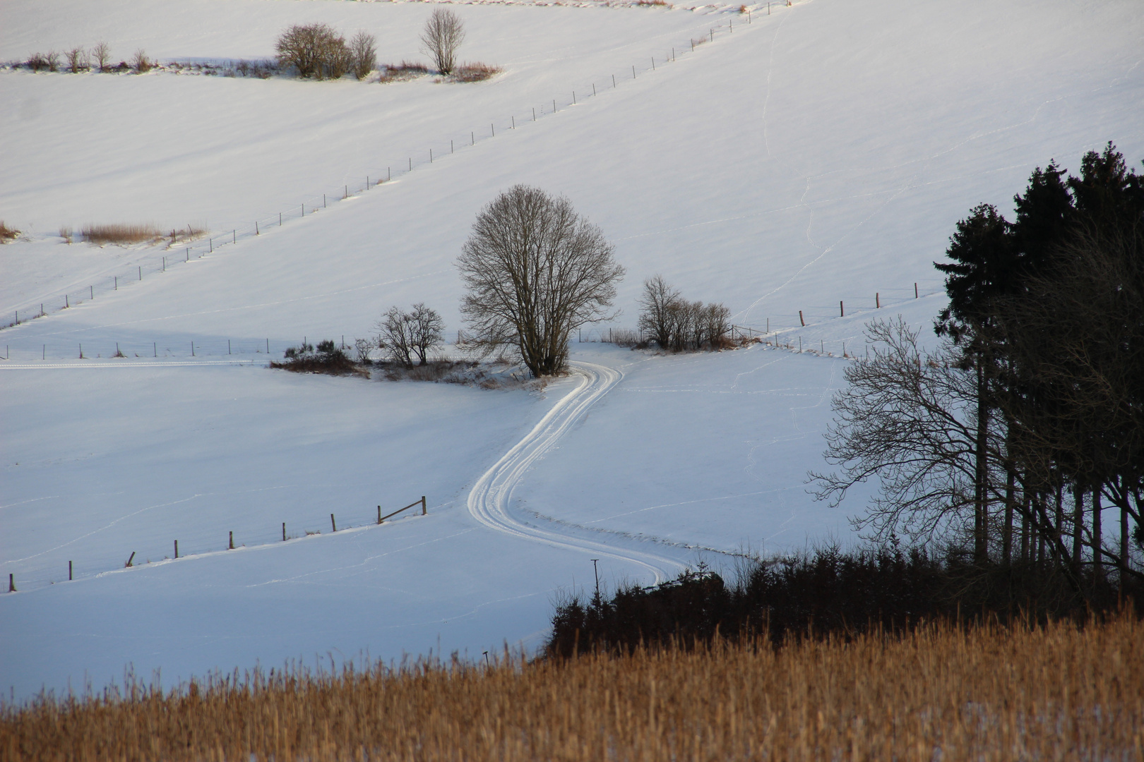 Spuren imSchnee