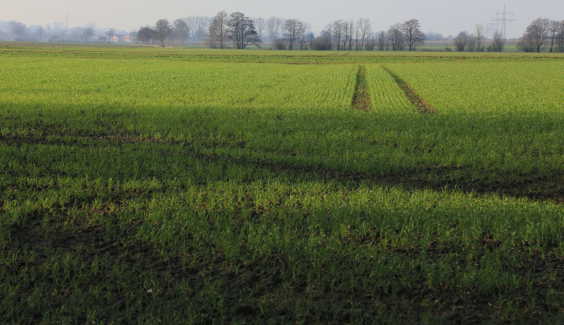 spuren in der wintersaat