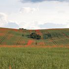 Spuren mit Mohn