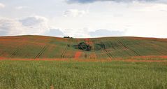 Spuren mit Mohn