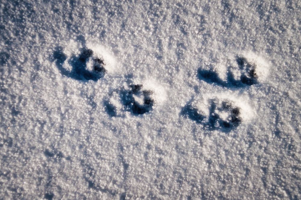 Spuren mit Schnee