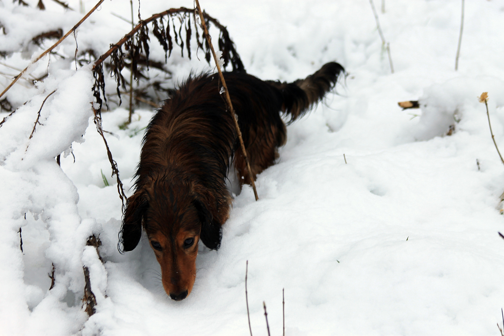 Spuren unter dem Schnee