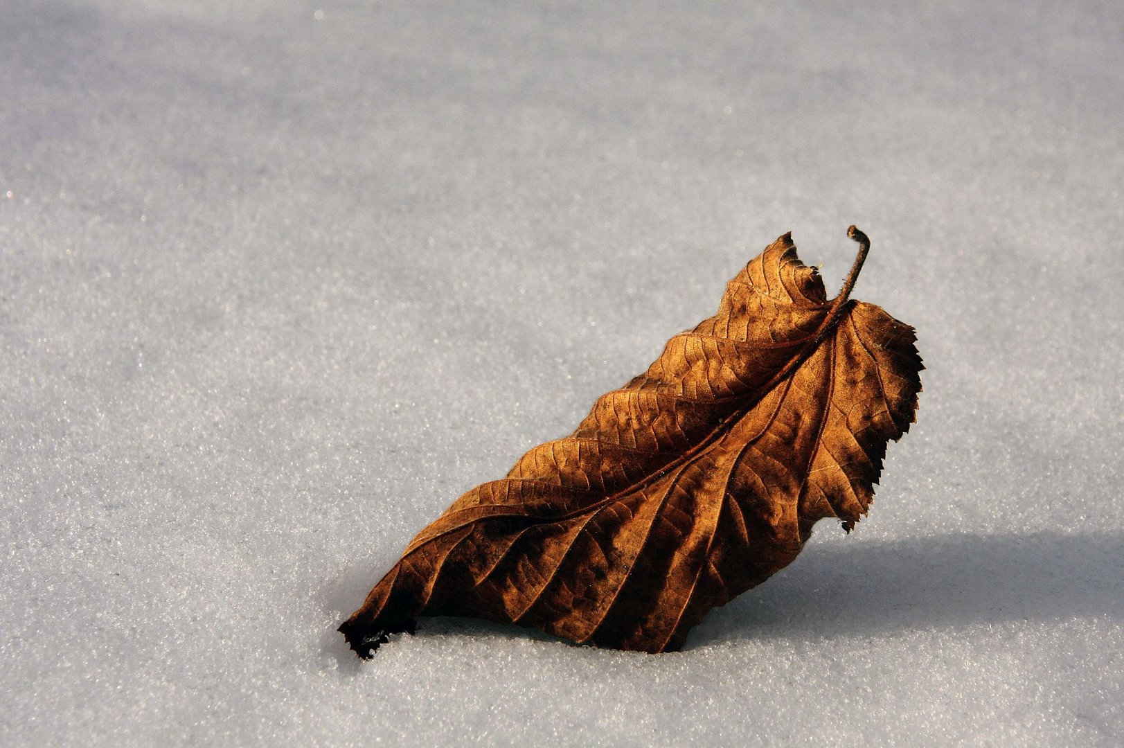 Spuren vom vergangenen Herbst