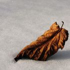 Spuren vom vergangenen Herbst