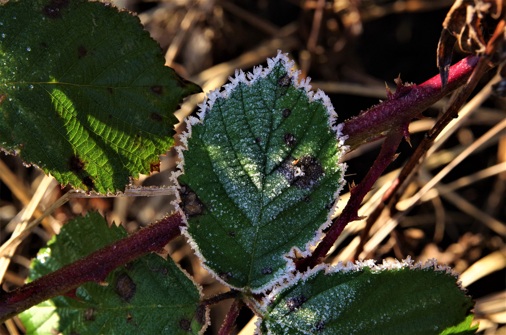 Spuren von Frost...