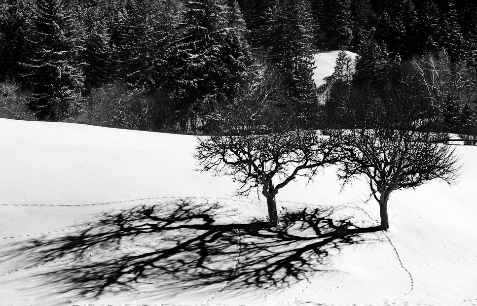 spuren von katzen im schnee