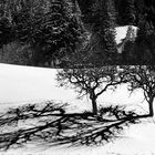 spuren von katzen im schnee