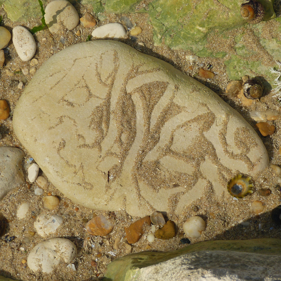 Spuren von Schnecken im Atlantik