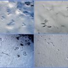 Spuren von Tieren mit Pfoten