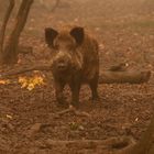 Spuren von Wildschweinen