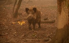 Spuren von Wildschweinen