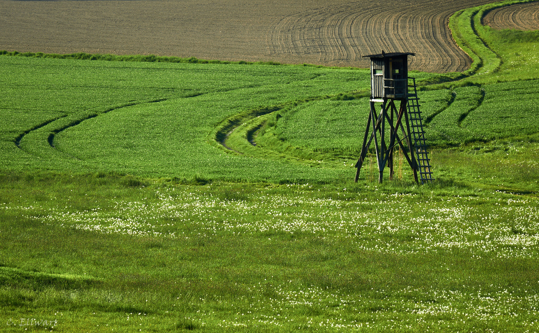 Spuren zum Hochsitz