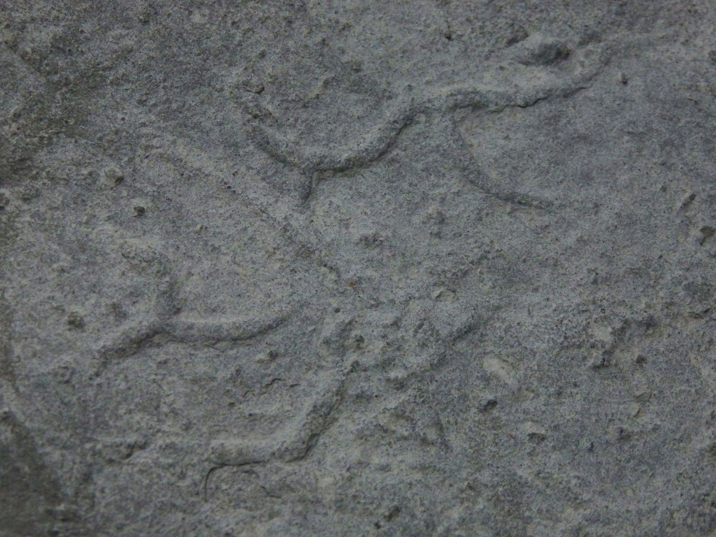 Spurenfossil aus der Kreidezeit - Cosmorhaphe