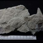 Spurenfossil aus der Kreidezeit - Dreginozoum beckumense