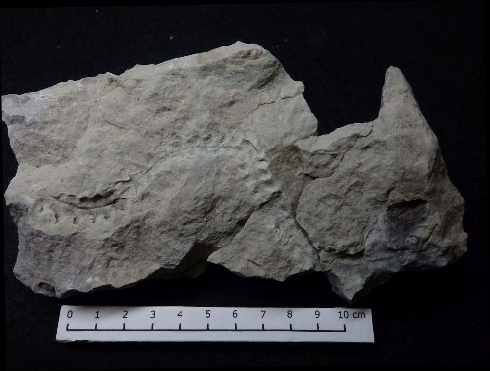 Spurenfossil aus der Kreidezeit - Dreginozoum beckumense