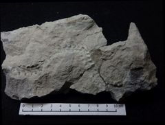 Spurenfossil aus der Kreidezeit - Dreginozoum beckumense