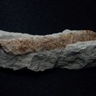 Spurenfossil aus der Kreidezeit - Lepidenteron lewesiensis