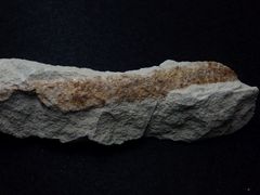 Spurenfossil aus der Kreidezeit - Lepidenteron lewesiensis