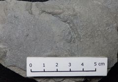 Spurenfossil aus der Kreidezeit - Paleodictyon