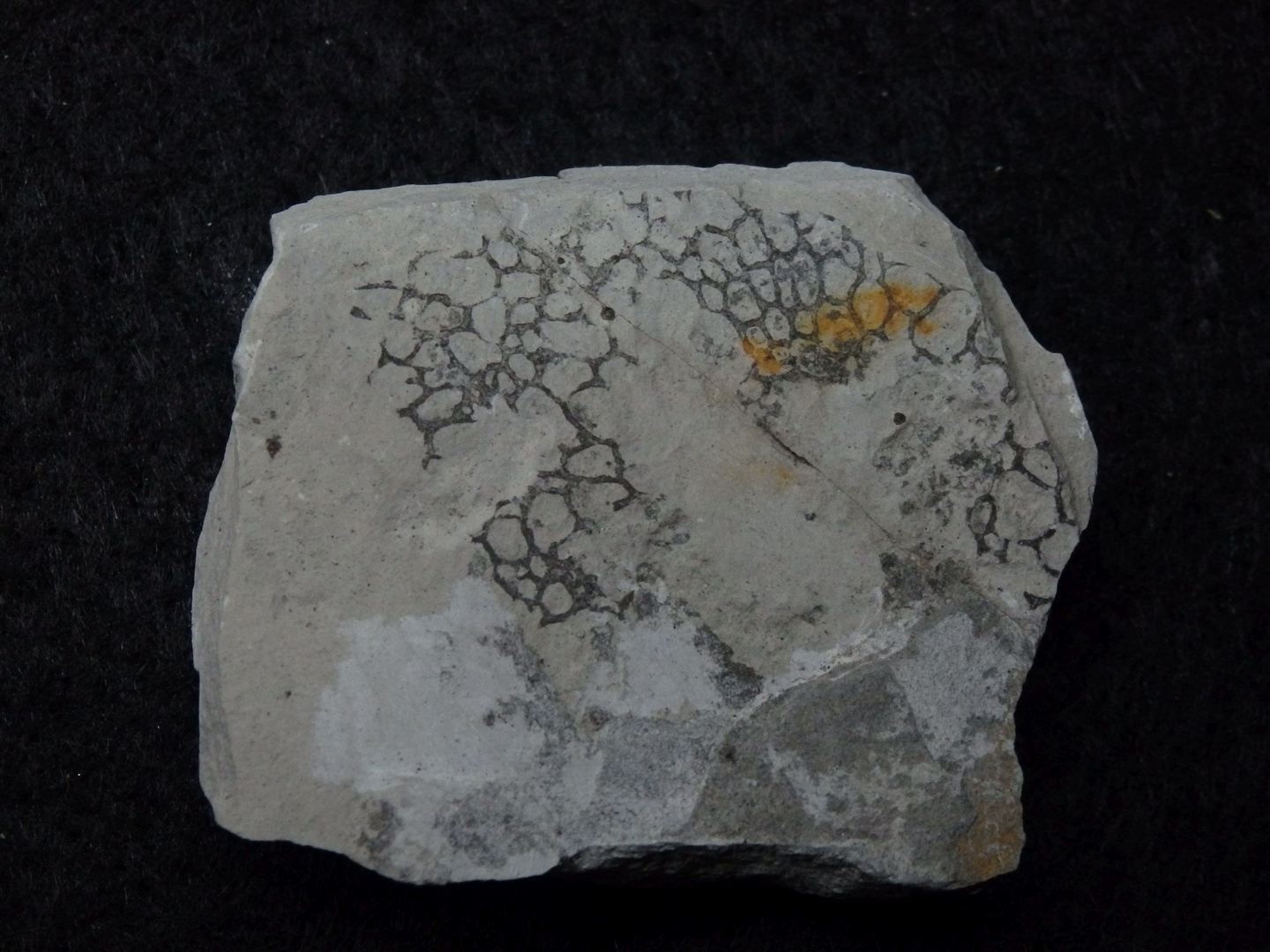 Spurenfossil aus der Kreidezeit - Paleodictyon